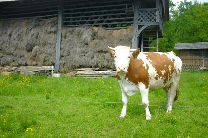 wp-1462997475264 image