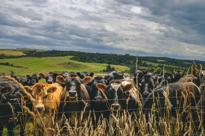 20180116-DSCF7186-NZ-4