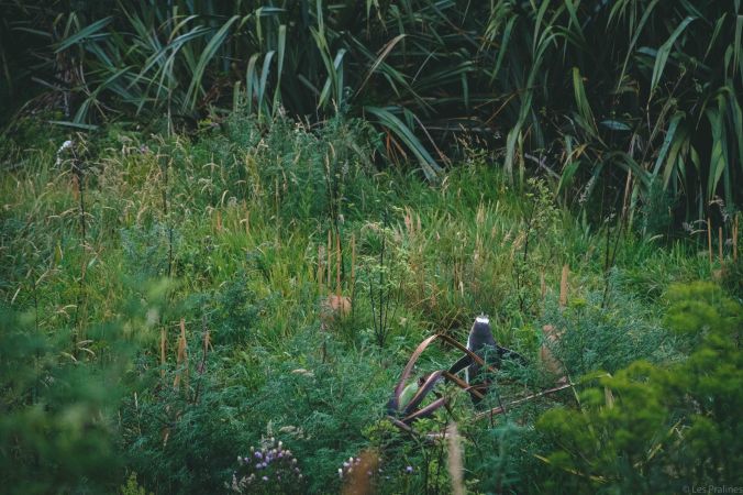 20180116-DSCF7196-NZ-4