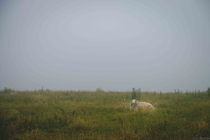 20180117-DSCF7204-NZ-4