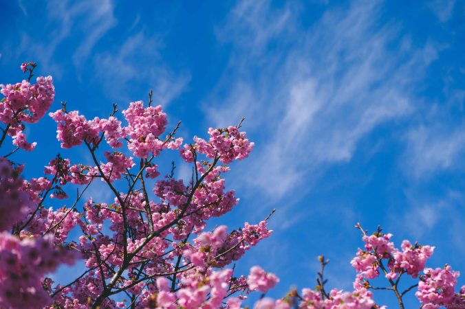 20180324-DSCF9204-Asie-Japon