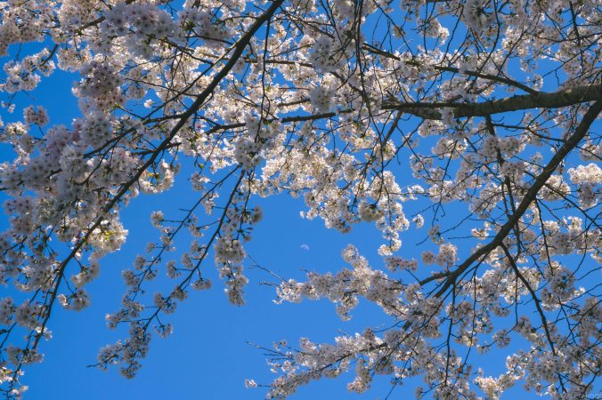 20180324-DSCF9294-Asie-Japon