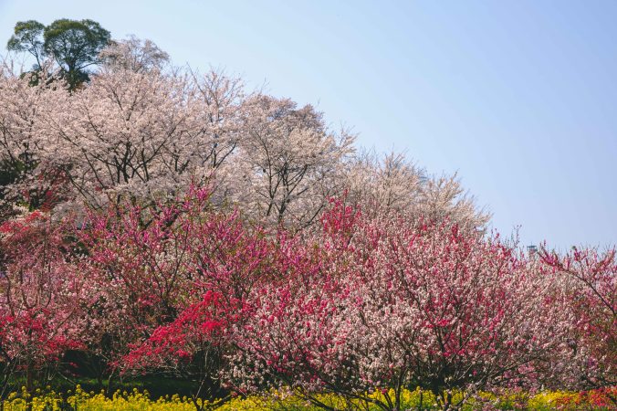 20180325-DSCF9362-Asie-Japon