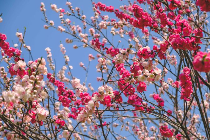 20180325-DSCF9376-Asie-Japon