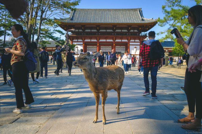 20180328-DSCF9465-Asie-Japon-Honshu