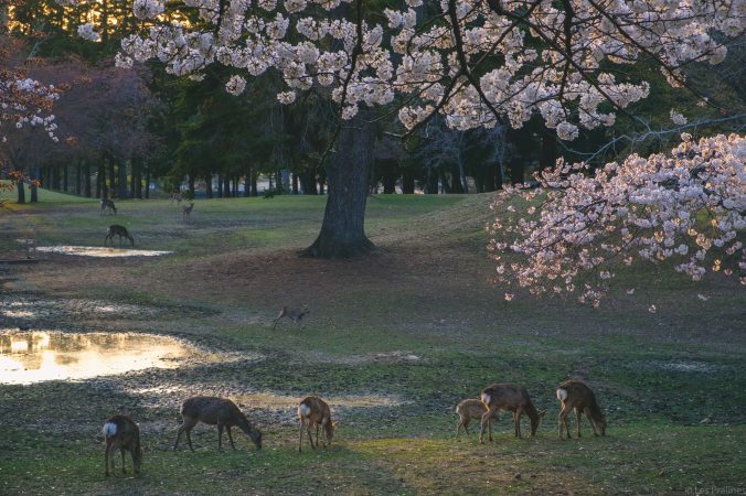 20180328-DSCF9496-Asie-Japon-Honshu