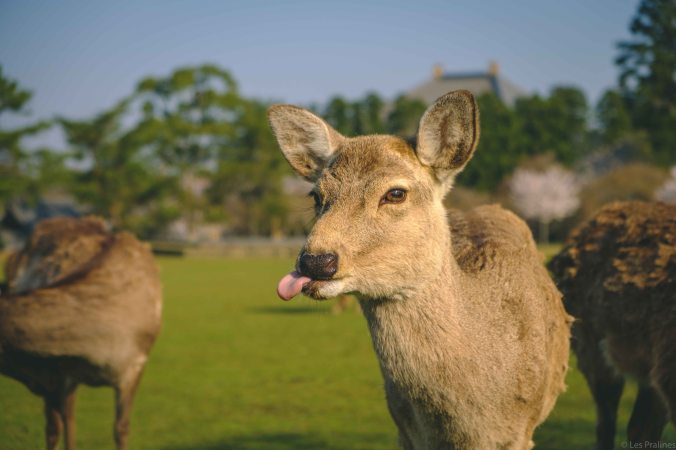 20180329-DSCF9547-Asie-Japon-Honshu