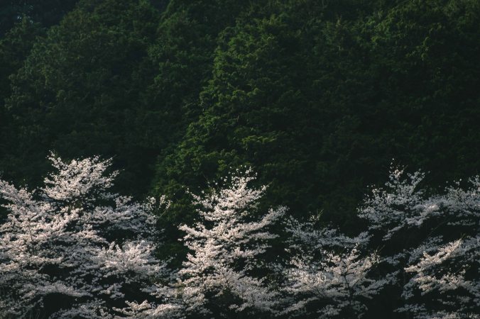 20180402-DSCF9759-Asie-Japon-Honshu